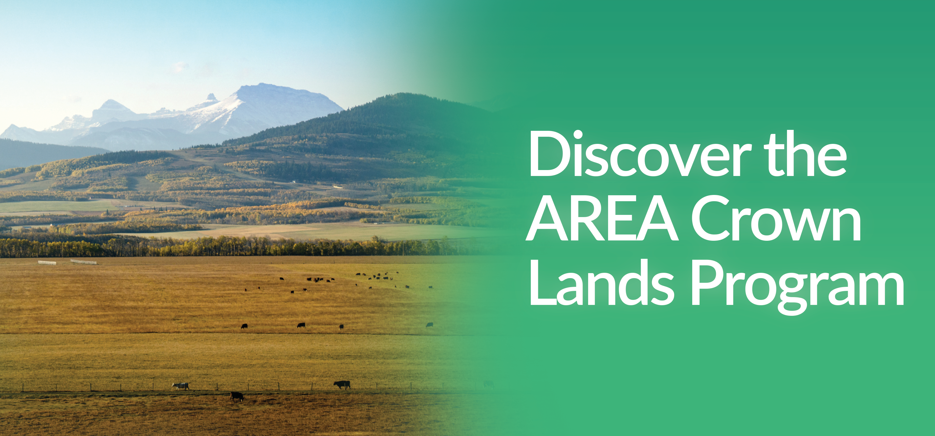 newsltetter-2025-crown